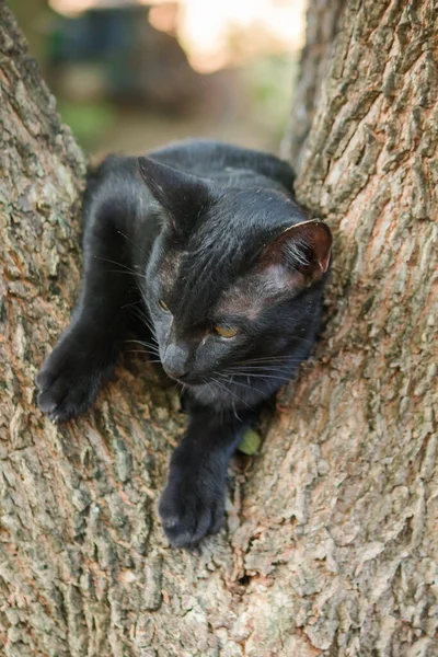 Gato Preto Escalando Uma Árvore Sente Deite Desfrute — Fotografia de Stock