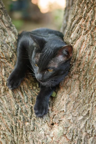 Чорний Кіт Скелелазіння Дереві Сидіти Лягати Насолоджуватися — стокове фото