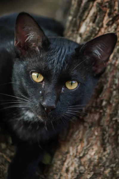 Gatto Nero Arrampicata Albero Siediti Sdraiati Godere — Foto Stock