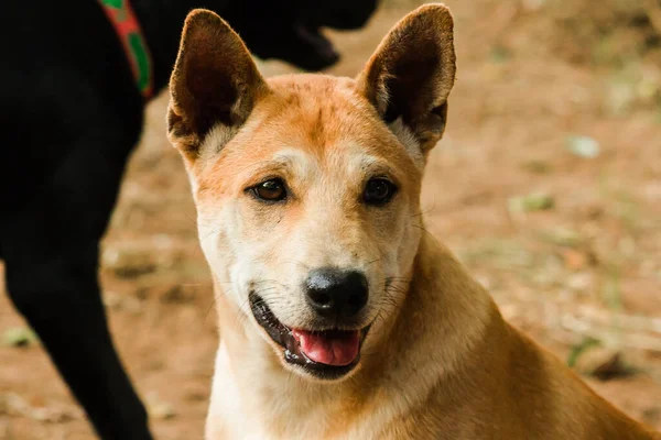 Ein Brauner Thailändischer Hund Sieht Etwas Interessantes Mit Reinem Gesicht Stockfoto