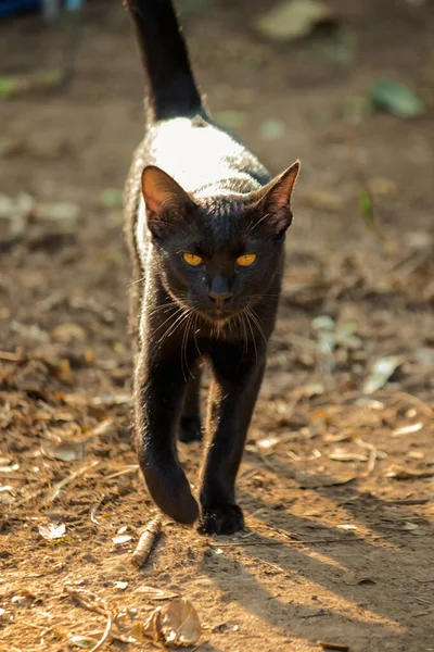 Чорний Кіт Ходить Землі Вперед Щоб Уникнути Сонячного Світла — стокове фото