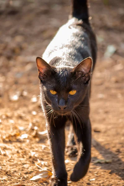 Gato Negro Caminando Suelo Hacia Adelante Para Evitar Luz Del —  Fotos de Stock