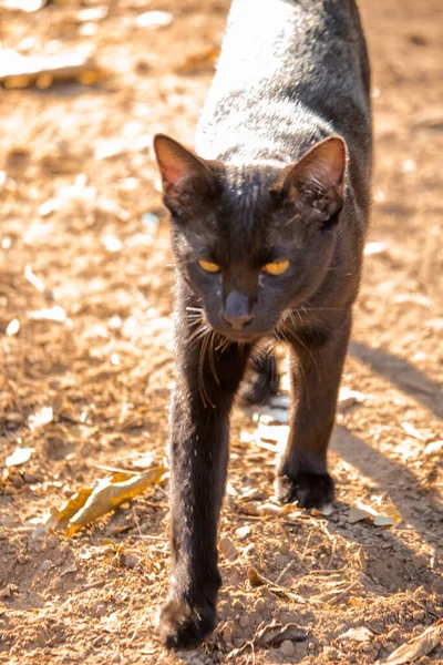 Czarny Kot Chodzący Ziemi Przodu Aby Uniknąć Światła Słonecznego — Zdjęcie stockowe