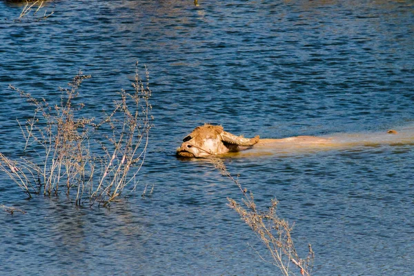 Gran Búfalo Albino Agua Está Nadando Hacia Otro Lado — Foto de Stock