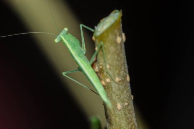 Küçük yeşil bir çekirge doğadaki dallarda yaşar. Kamuflaj için.