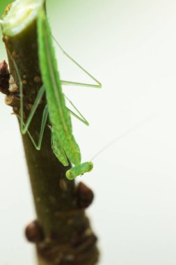 Küçük yeşil bir çekirge doğadaki dallarda yaşar. Kamuflaj için.