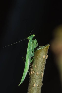 Küçük yeşil bir çekirge doğadaki dallarda yaşar. Kamuflaj için.