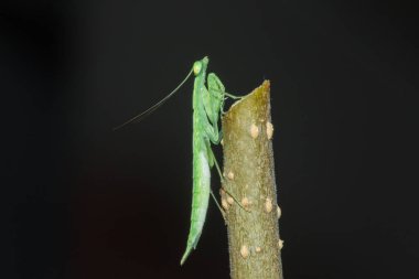 Küçük yeşil bir çekirge doğadaki dallarda yaşar. Kamuflaj için.