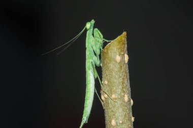 Küçük yeşil bir çekirge doğadaki dallarda yaşar. Kamuflaj için.