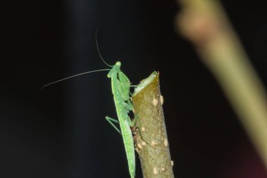 Küçük yeşil bir çekirge doğadaki dallarda yaşar. Kamuflaj için.