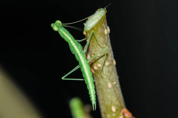 Pequeno Gafanhoto Verde Vive Ramos Natureza Camuflagem — Fotografia de Stock