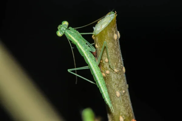 메뚜기가 자연의 위장복 — 스톡 사진