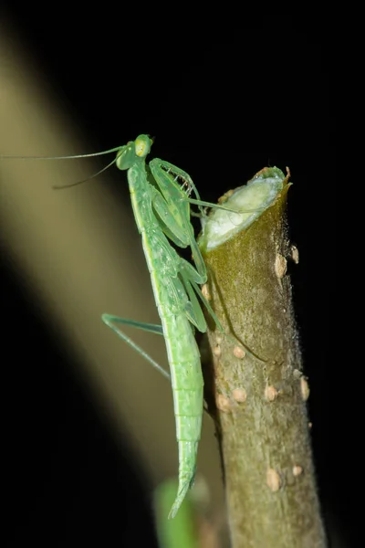 Pequeno Gafanhoto Verde Vive Ramos Natureza Camuflagem — Fotografia de Stock