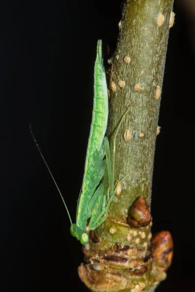 Pequeño Saltamontes Verde Vive Ramas Naturaleza Camuflaje — Foto de Stock