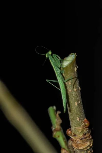 Pequeno Gafanhoto Verde Vive Ramos Natureza Camuflagem — Fotografia de Stock