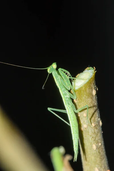 Une Petite Sauterelle Verte Vit Sur Des Branches Dans Nature — Photo