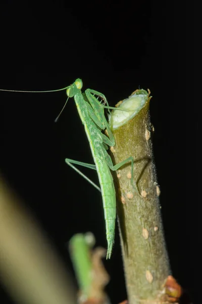 Une Petite Sauterelle Verte Vit Sur Des Branches Dans Nature — Photo