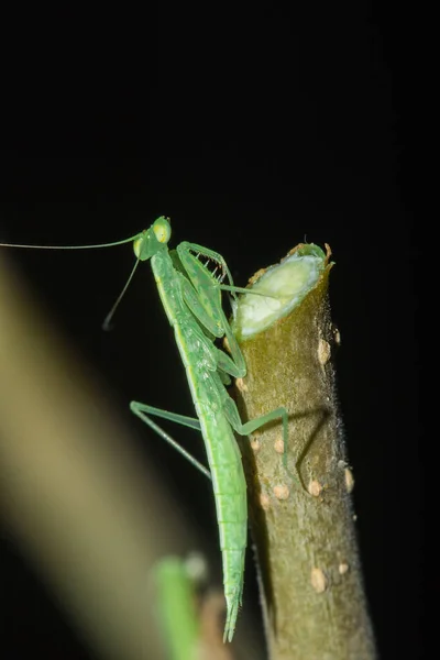 Malý Zelený Kobylka Žije Větvích Přírodě Maskování — Stock fotografie