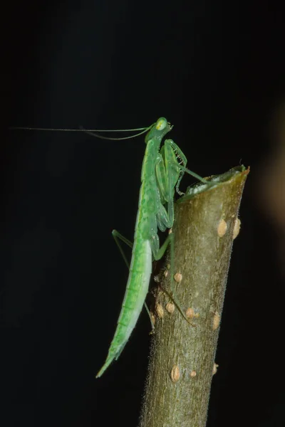 Pequeno Gafanhoto Verde Vive Ramos Natureza Camuflagem — Fotografia de Stock