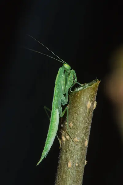 Small Green Grasshopper Lives Branches Nature Camouflage — Stock Photo, Image