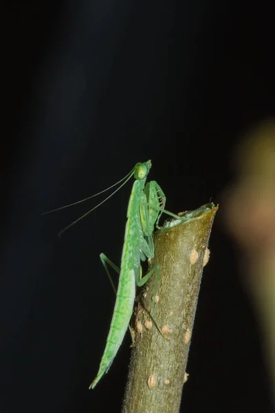 Small Green Grasshopper Lives Branches Nature Camouflage — Stock Photo, Image