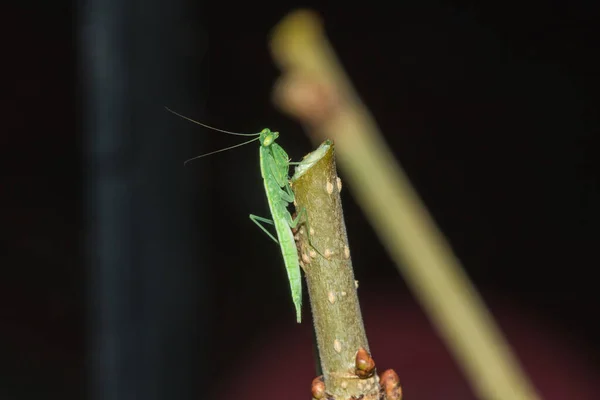 Pequeno Gafanhoto Verde Vive Ramos Natureza Camuflagem — Fotografia de Stock