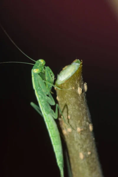 Malý Zelený Kobylka Žije Větvích Přírodě Maskování — Stock fotografie