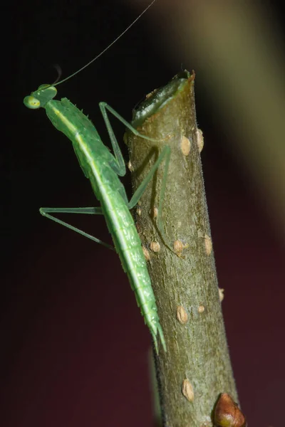 Pequeno Gafanhoto Verde Vive Ramos Natureza Camuflagem — Fotografia de Stock