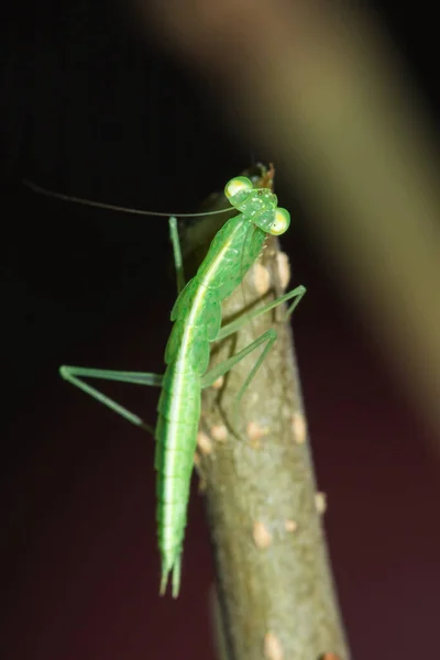 Una Piccola Cavalletta Verde Vive Rami Natura Camuffare — Foto Stock