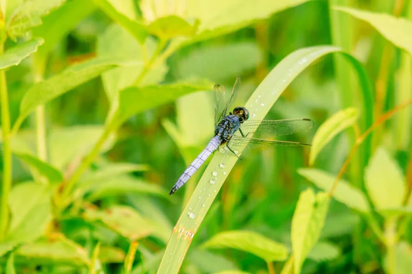 蓝绿色的蜻蜓是一种蜻蜓 体形为蓝色的 胸部和腹部为白色 — 图库照片