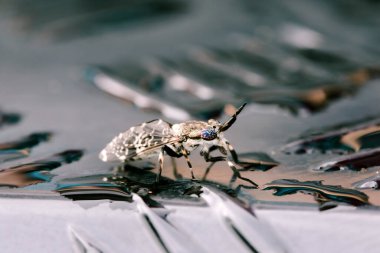 Kelebek ya da güve, Artropoda familyasından bir hayvandır.