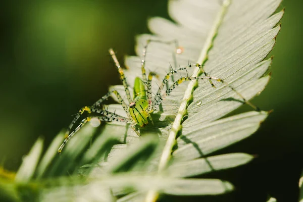 Small Green Spiders Lurk Leaves Waiting Trap Prey — Stock Photo, Image