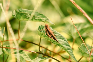 Tahtadaki kahverengi çekirgenin derisi pürüzlüdür, doğal olarak kamuflaj için tuhaf desenler vardır.