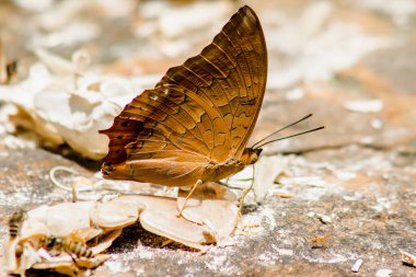 (Yaygın kruvazör) Kayalık zemindeki püskül bacaklı kelebeklerin (Nymphalidae) ailesi: Kanatlardaki kanatlar kahverengi-turuncudur. Arka kanat uçlarında kanat boyunca uzanan bir çift siyah tırtıklı şerit var.