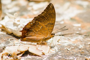 (Yaygın kruvazör) Kayalık zemindeki püskül bacaklı kelebeklerin (Nymphalidae) ailesi: Kanatlardaki kanatlar kahverengi-turuncudur. Arka kanat uçlarında kanat boyunca uzanan bir çift siyah tırtıklı şerit var.