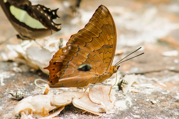 (Common Cruiser) Family name: Family of tassel-leg butterflies (Nymphalidae) on the rocky ground Description: The wings on the wing are brown-orange. It has a pair of black jagged stripes along the edge of the wing along the rear wing tip with a poin