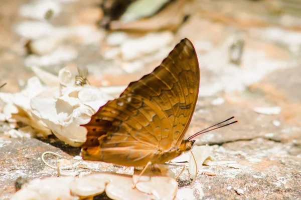 Common Cruiser Nazwa Rodziny Rodzina Motylków Nymphalidae Skalistym Podłożu Opis — Zdjęcie stockowe