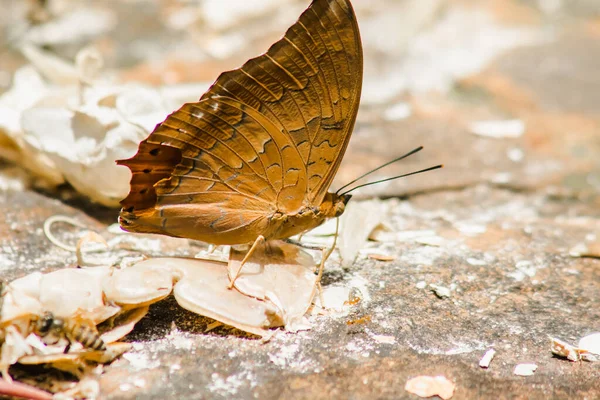 (Common Cruiser) Family name: Family of tassel-leg butterflies (Nymphalidae) on the rocky ground Description: The wings on the wing are brown-orange. It has a pair of black jagged stripes along the edge of the wing along the rear wing tip with a poin