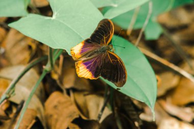 Kanat yüzeyinin üstündeki büyük Asurlu kanatları koyu kahverengiden siyaha kadar. Kanatların ortası mavi ve mor.