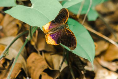 Kanat yüzeyinin üstündeki büyük Asurlu kanatları koyu kahverengiden siyaha kadar. Kanatların ortası mavi ve mor.