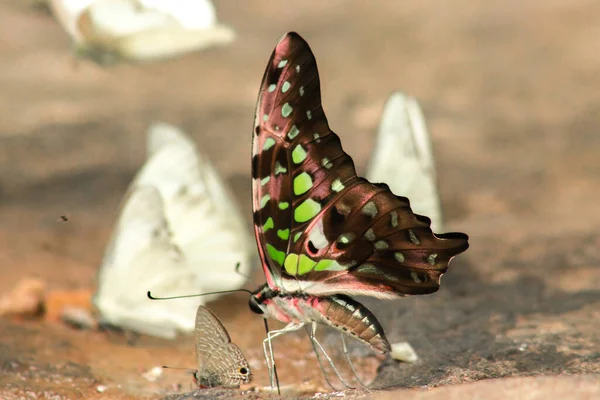 Papillon Jay Vert Queue Des Ailes Noires Des Taches Vertes — Photo
