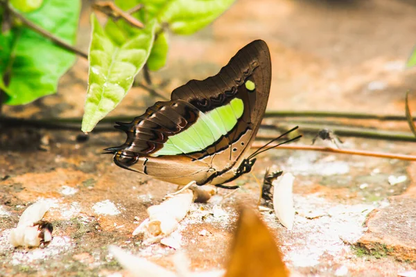 Nawab外观 地面上的翅膀 深褐色黑色的翅膀 有一条浅绿色的奶油条 — 图库照片