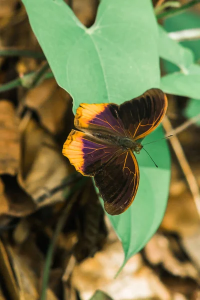 Large Assyrian wings above the wing surface are dark brown to black. The middle of the wings is blue and purple