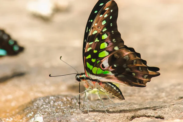 Der Grüne Eichelhäher Schmetterling Hat Schwarze Flügel Und Hat Grüne Stockbild