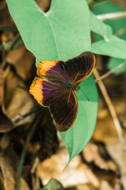 Kanat yüzeyinin üstündeki büyük Asurlu kanatları koyu kahverengiden siyaha kadar. Kanatların ortası mavi ve mor.