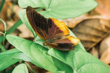 Kanat yüzeyinin üstündeki büyük Asurlu kanatları koyu kahverengiden siyaha kadar. Kanatların ortası mavi ve mor.