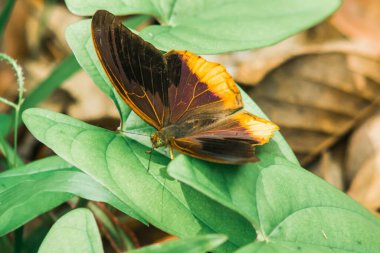Kanat yüzeyinin üstündeki büyük Asurlu kanatları koyu kahverengiden siyaha kadar. Kanatların ortası mavi ve mor.