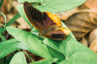 Kanat yüzeyinin üstündeki büyük Asurlu kanatları koyu kahverengiden siyaha kadar. Kanatların ortası mavi ve mor.