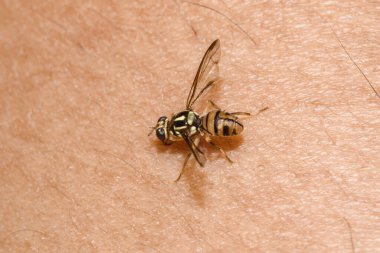 Küçük bir arının makro görüntüsü, bacaklarının derisinde küçük bir arı..