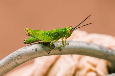 Yeşil çekirgenin vücudunda renkli bir desen vardır.